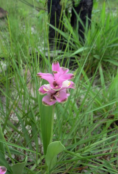Curcuma sparganiifolia, photographed by Oleg Kosterin