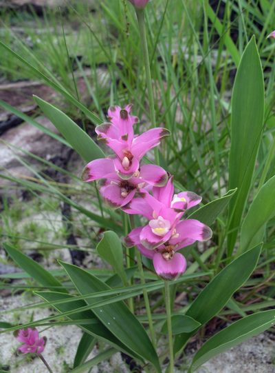 Curcuma sparganiifolia, photographed by Oleg Kosterin