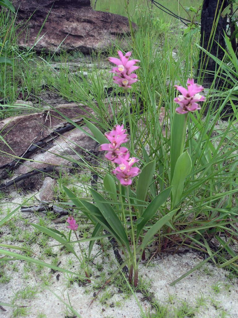Curcuma sparganiifolia, photographed by Oleg Kosterin