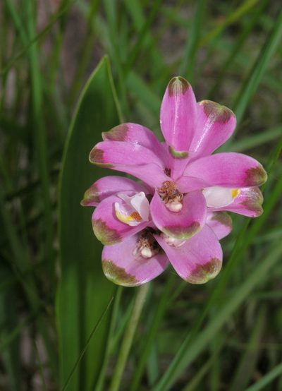 Curcuma sparganiifolia, photographed by Oleg Kosterin