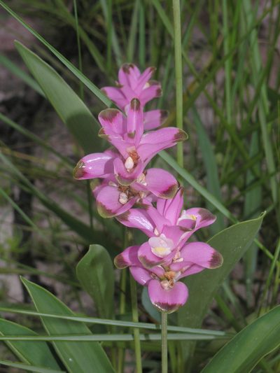 Curcuma sparganiifolia, photographed by Oleg Kosterin
