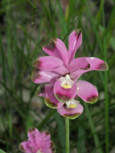 Curcuma sparganiifolia, photographed by Oleg Kosterin