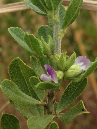 Psoralea polysticta, photographed by Tam