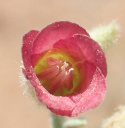 Hermannia gariepina, photographed by Nicola van Berkel