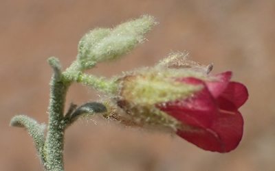 Hermannia gariepina, photographed by Nicola van Berkel