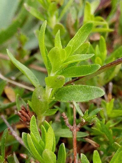 Thymus numidicus, photographed by Karim Haddad