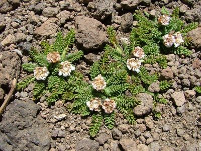 Leucheria scrobiculata, photographed by Guillermo Debandi