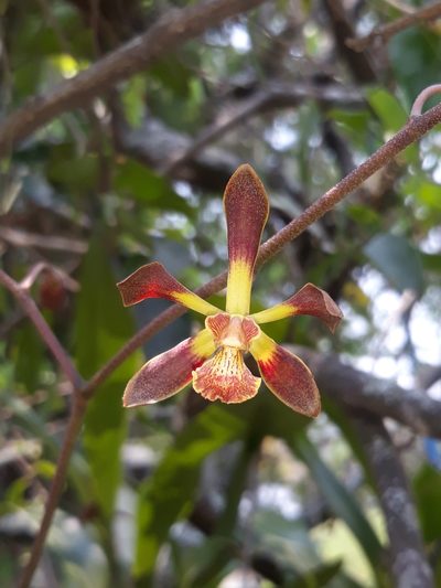 Encyclia parviflora, photographed by Victor De la Cruz