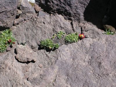Calandrinia caespitosa, photographed by Guillermo Debandi