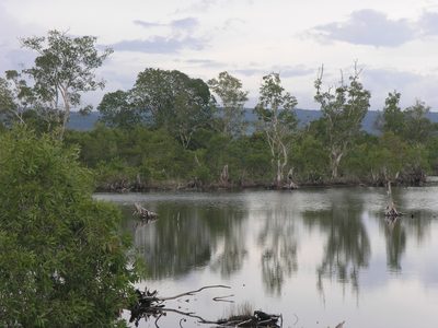 Melaleuca cajuputi, photographed by Oleg Kosterin