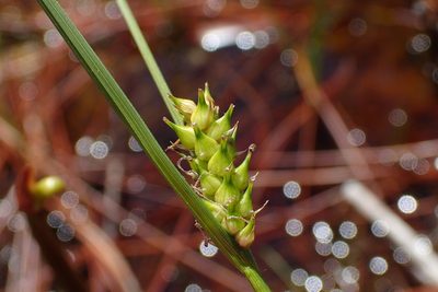 Carex striata, photographed by Austin Pursley