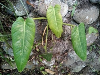 Philodendron brenesii, photographed by Leo Arias