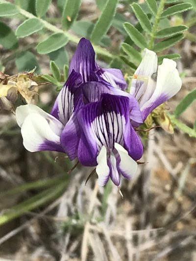 Astragalus lindheimeri, photographed by Luke Padon
