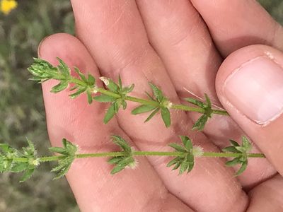 Galium virgatum, photographed by Luke Padon