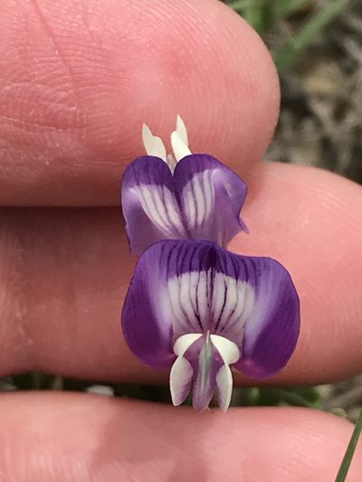 Astragalus lindheimeri, photographed by Luke Padon