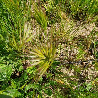 Bromus madritensis, photographed by Dan Horowitz