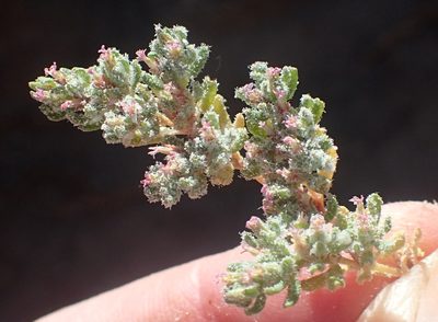 Frankenia dinteri, photographed by Nicola van Berkel