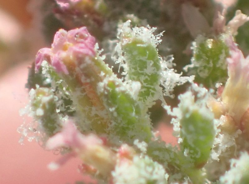 Frankenia dinteri, photographed by Nicola van Berkel
