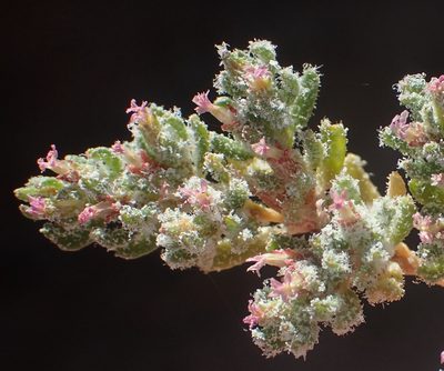 Frankenia dinteri, photographed by Nicola van Berkel