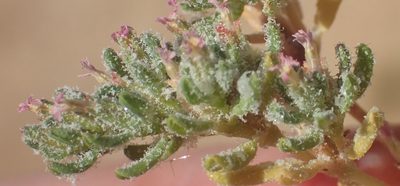 Frankenia dinteri, photographed by Nicola van Berkel