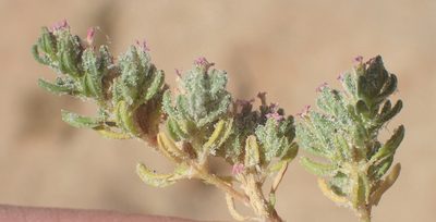 Frankenia dinteri, photographed by Nicola van Berkel