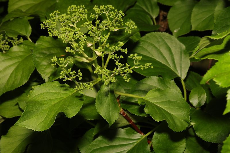 Hydrangea petiolaris, photographed by Stephen James McWilliam