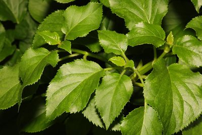 Hydrangea petiolaris, photographed by Stephen James McWilliam