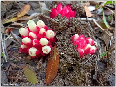 Cytinus ruber, photographed by Aissa Djamel Filali