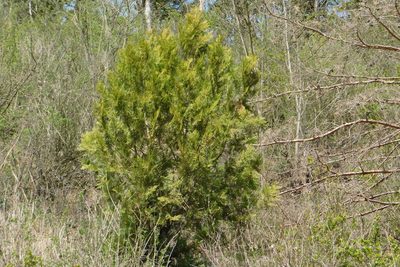 Platycladus orientalis, photographed by Pavel Kacl