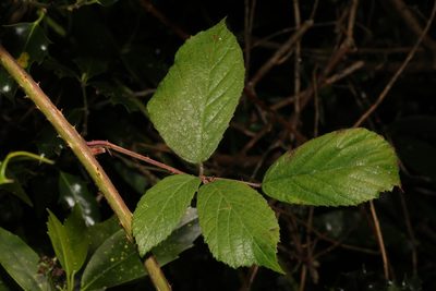 Rubus rufescens, photographed by Stephen James McWilliam