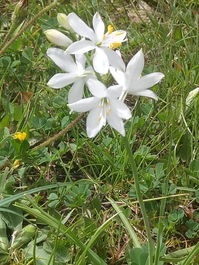 Anthericum baeticum, photographed by Karim Haddad