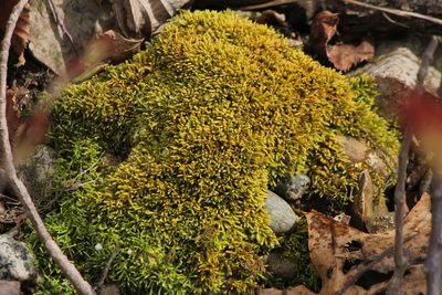 Claopodium rostratum, photographed by Quinten Wiegersma