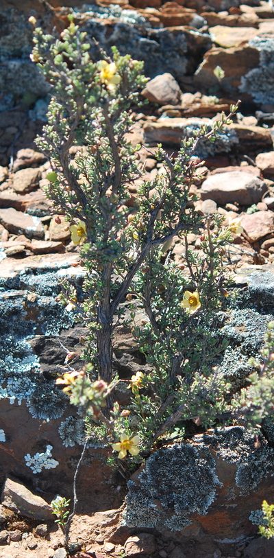 Roepera pygmaea, photographed by Charles Stirton