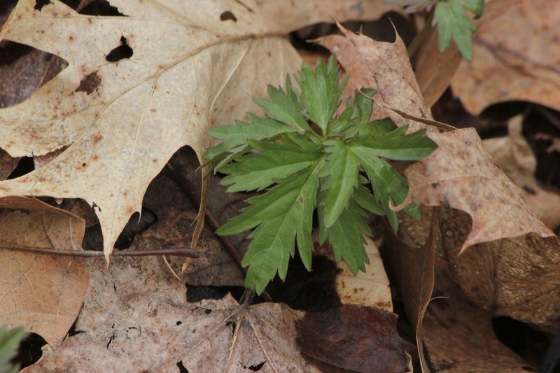 Cardamine maxima, photographed by Quinten Wiegersma