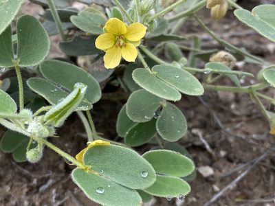 Senna bauhinioides, photographed by Scott Holt