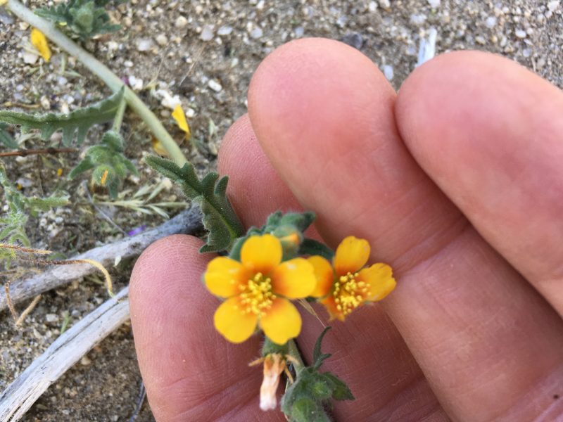 Mentzelia veatchiana, photographed by W. Terry Hunefeld