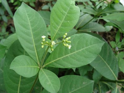 Rauvolfia tetraphylla, photographed by Alexis López Hernández