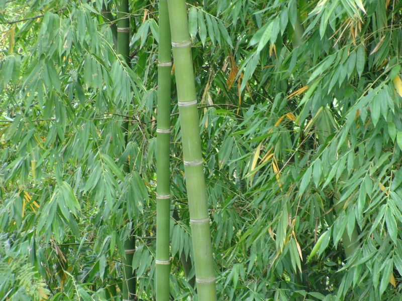 Guadua angustifolia, photographed by Alexis López Hernández