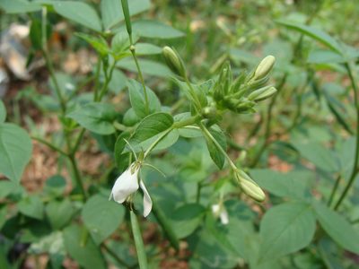 Cleome serrata, photographed by Alexis López Hernández