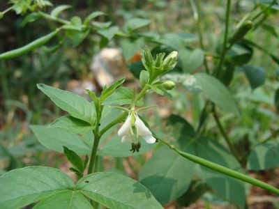 Cleome serrata, photographed by Alexis López Hernández