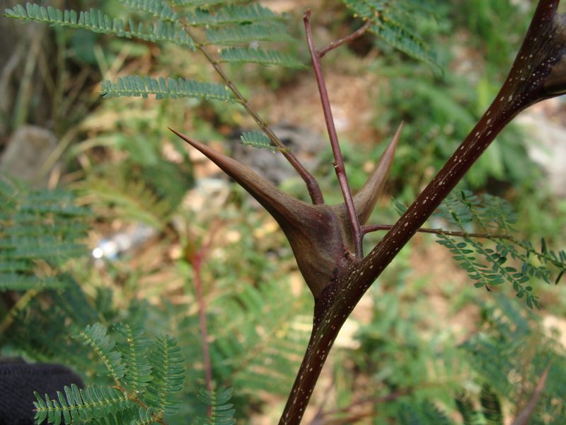Vachellia hindsii, photographed by Alexis López Hernández