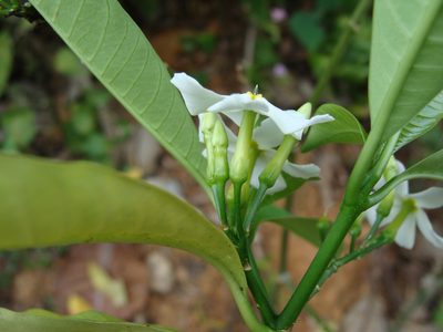 Tabernaemontana amygdalifolia, photographed by Alexis López Hernández