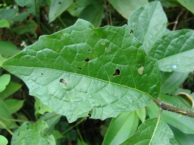 Solanum volubile, photographed by Alexis López Hernández