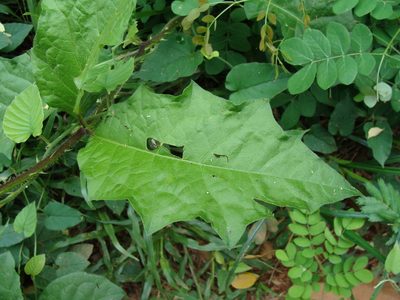 Solanum volubile, photographed by Alexis López Hernández