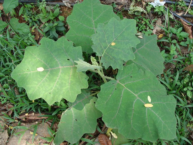 Solanum hirtum, photographed by Alexis López Hernández