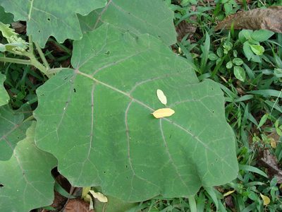 Solanum hirtum, photographed by Alexis López Hernández