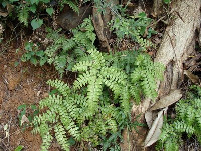 Adiantum mcvaughii, photographed by Alexis López Hernández