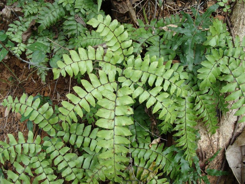 Adiantum mcvaughii, photographed by Alexis López Hernández