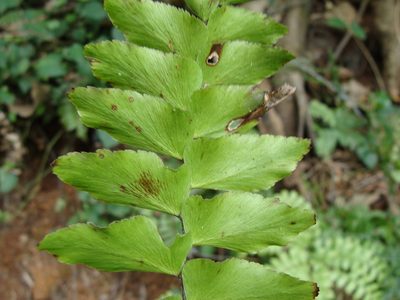 Adiantum mcvaughii, photographed by Alexis López Hernández