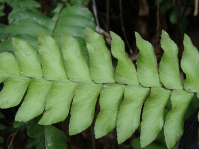 Adiantum mcvaughii, photographed by Alexis López Hernández